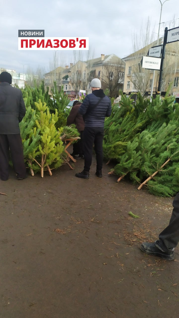 Скільки коштують ялинки в окупованому Бердянську: ціни з фото